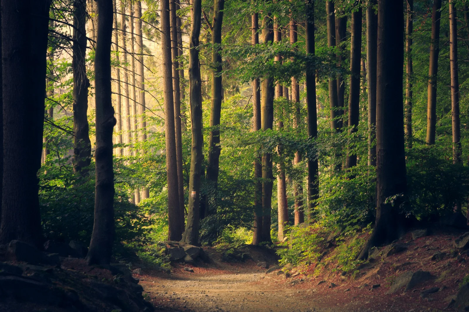 Caminho de terra atravessando uma floresta de troncos altos, com luz filtrada entre as árvores