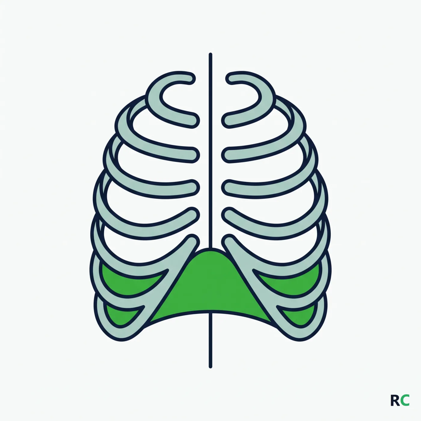 Ilustração simplificada da caixa torácica com o diafragma em destaque